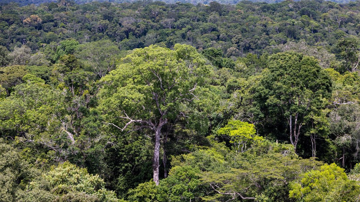Nový brazilský prezident rozjíždí boj proti odlesňování deštného pralesa